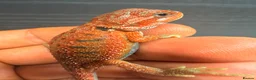 Bearded Dragon reptiles for sale: Stunning Baby Bearded Dragons – Monster x Spanish  - Advert 10