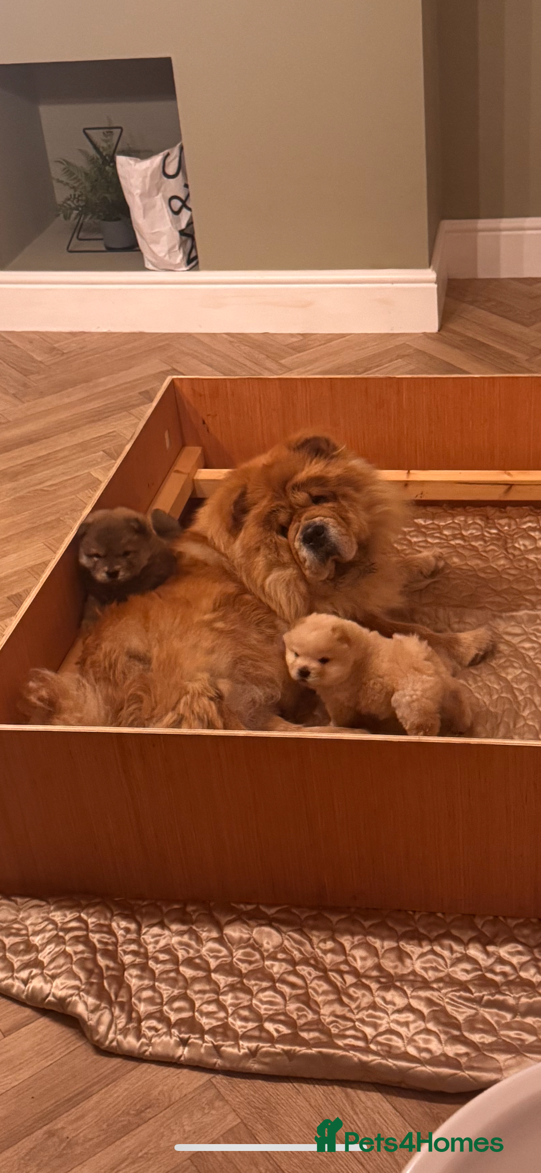 Chow Chow dogs for sale: Stunning fawn chow chow puppy almost ready to leav - Image 11