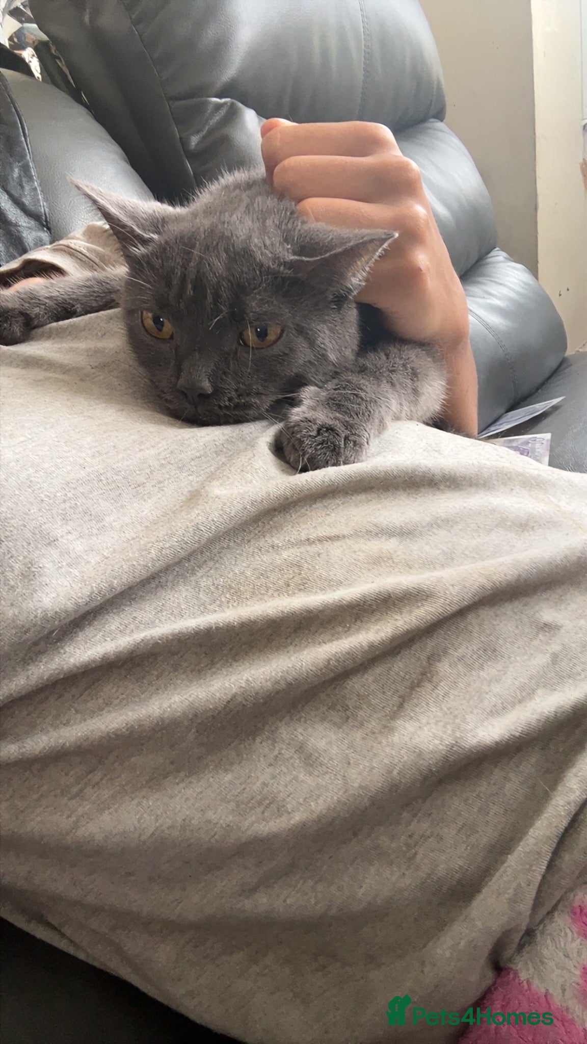 British Shorthair cats URGENT Beautiful British Shorthair mixed kittens  - Advert 13