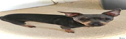 Jack Russell dogs for sale: Jack Russell Puppies for Sale - Advert 2
