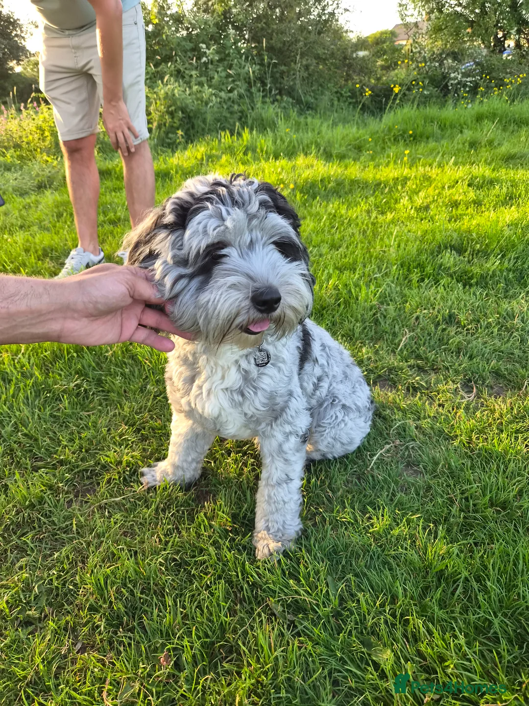 Cavapoo dogs for sale: 12 month old Cavapoo Male - Advert 3
