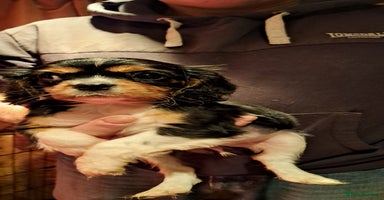 Cavalier King Charles Spaniel dogs Cavalier King Charles Puppies Available - Advert 12