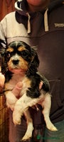 Cavalier King Charles Spaniel dogs Cavalier King Charles Puppies Available - Advert 2