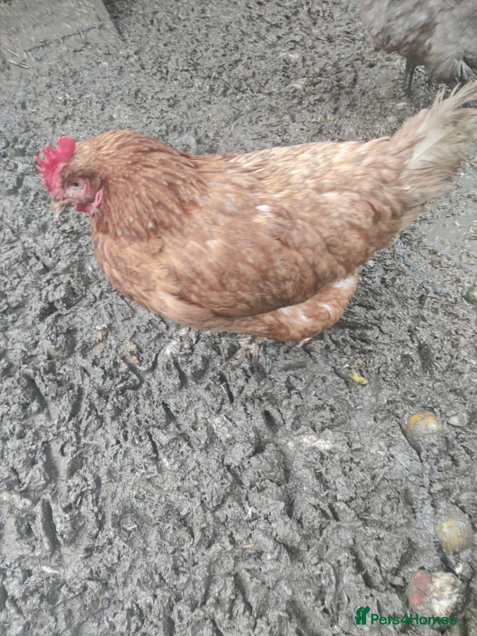 Chickens poultry  ISA Brown, Lohman brown and Goldline laying hens - Advert 23