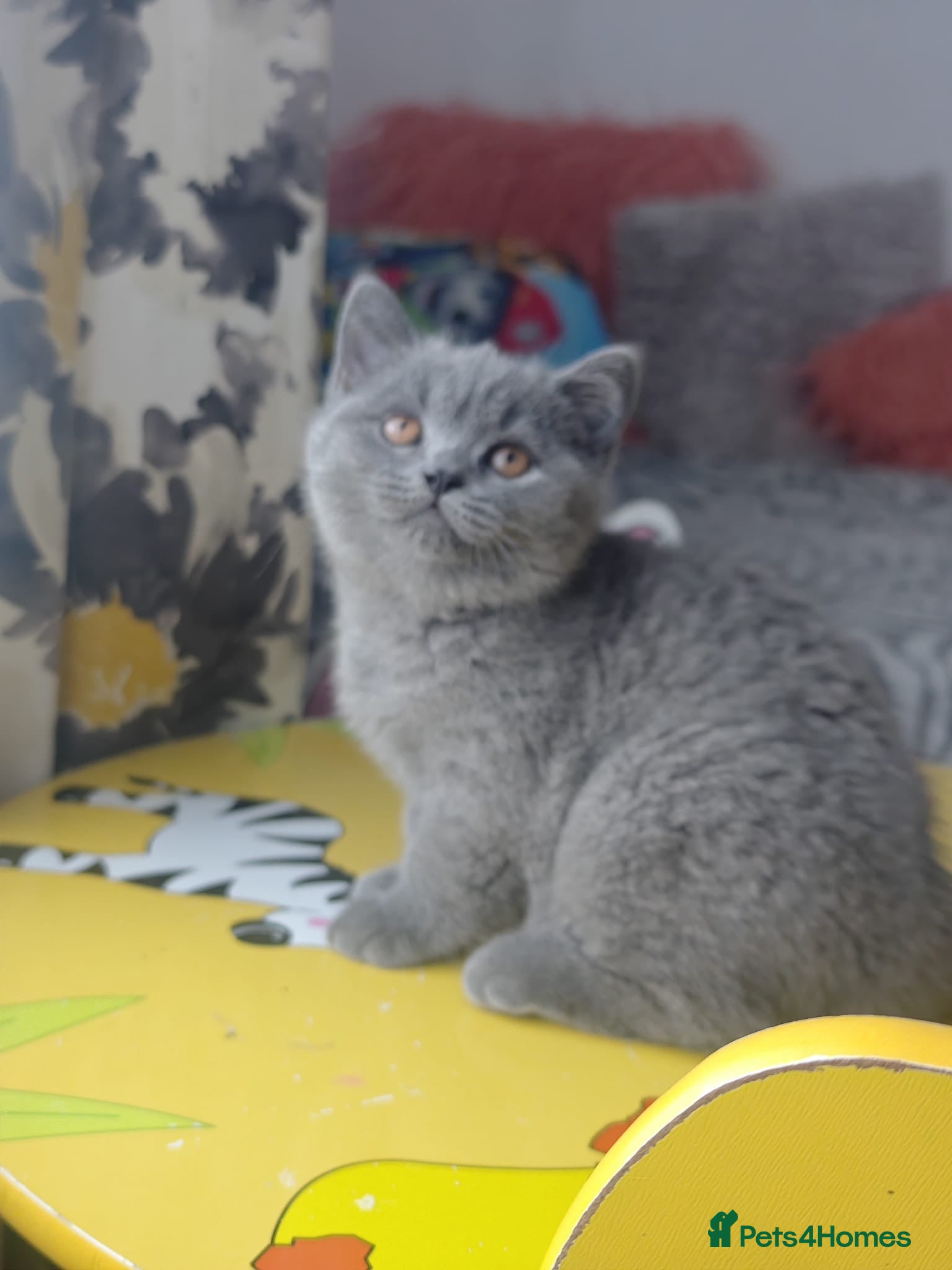British Shorthair cats British Shorthair Blue-Grey Girl Kitten - Advert 15