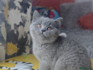 British Shorthair cats British Shorthair Blue-Grey Girl Kitten - Advert 1