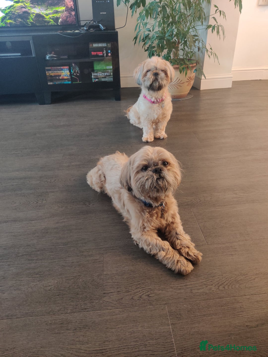 Shih Tzu dogs for sale: Adorable shih Tzu puppies  - Image 9