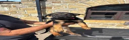 German Shepherd dogs for sale: German Shepherd puppies for sale - Advert 5
