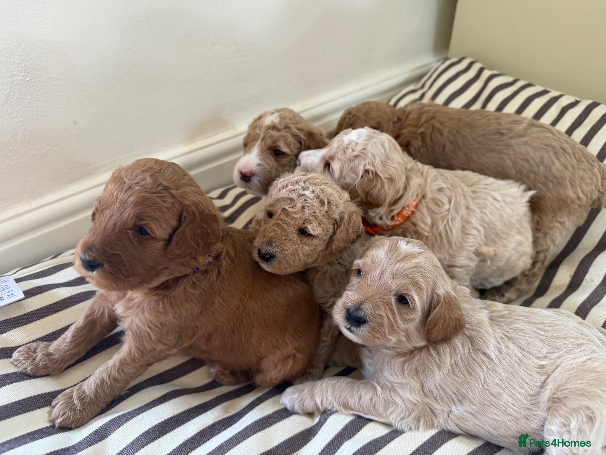 Mixed Breed dogs 🐾 Australian Double Doodle Puppies 🐾 - Advert 2