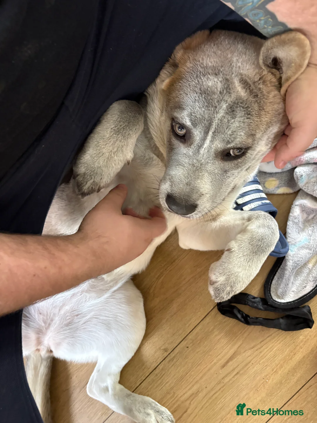 Mixed Breed dogs for sale: Luna  - Advert 4
