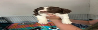 Sprocker 5