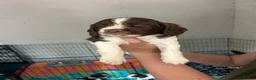 Sprocker dogs for sale: 8 Beautiful Sprocker Puppies  - Advert 7