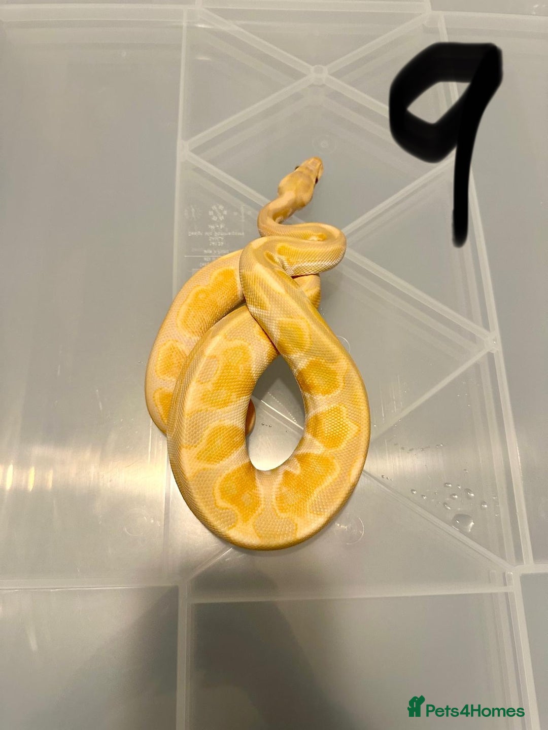 Python Snake reptiles for sale: Collection of ball pythons  - Advert 10