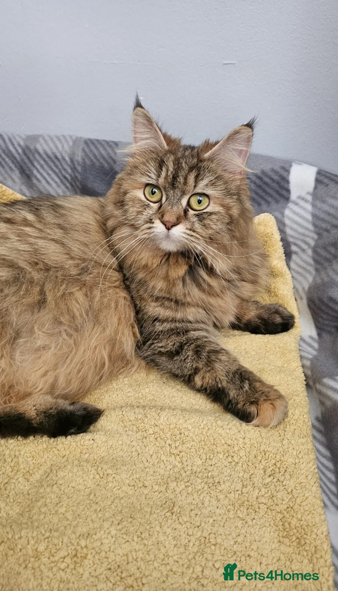 Persian cats for sale: 2 x Persian Cats in Westcliff-on-Sea - Advert 2