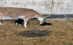 Goats livestock for sale: Nanny goat  - Image 7