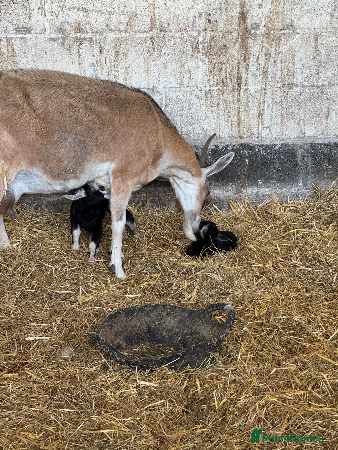 Goats livestock for sale: Nanny goat  - Image 7