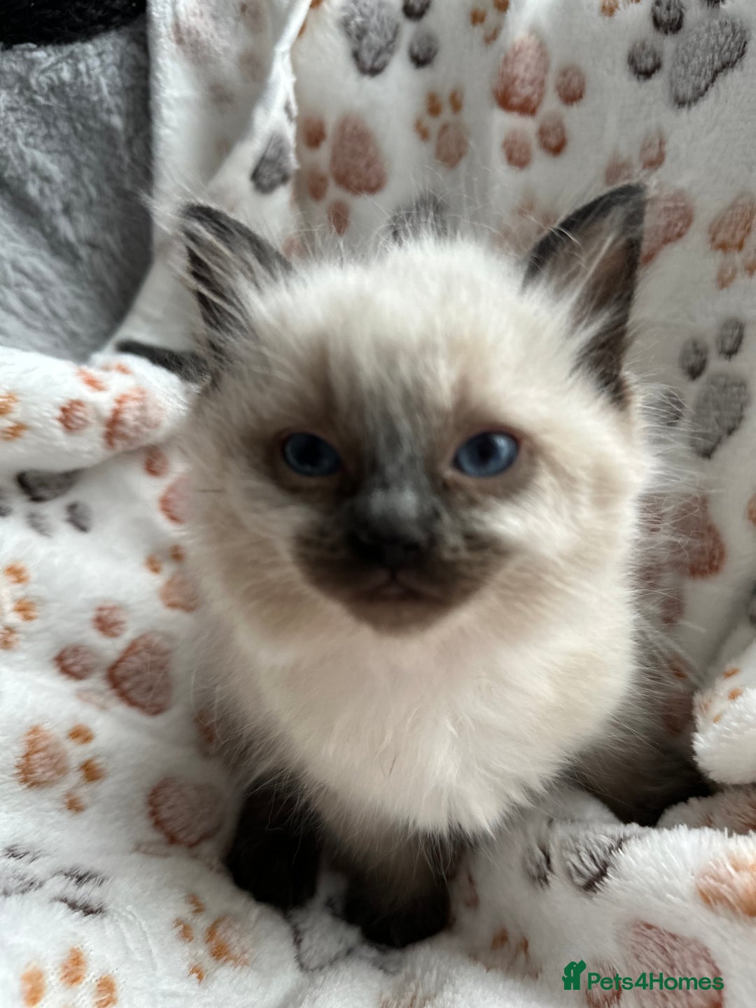 Ragdoll cats for sale: Gorgeous ragdoll kittens  - Advert 8