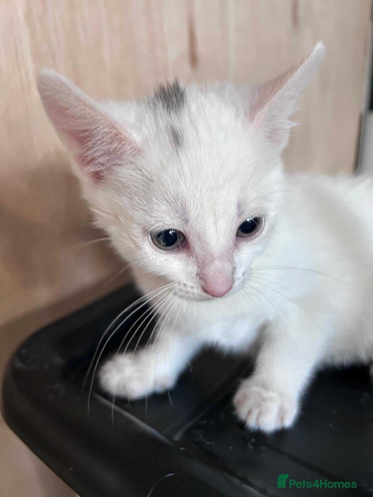 Mixed Breed cats for sale: 2 beautiful kittens  - Advert 1