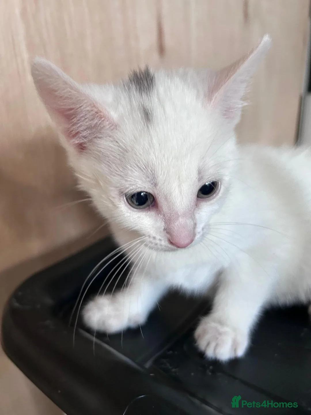 Mixed Breed cats for sale: 2 beautiful kittens  - Advert 1