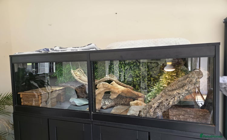 Bearded Dragon reptiles - Advert 1