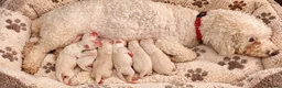 Poochon dogs for sale: 🐶 Poochon Toy Puppies Looking for Their Homes ❤️ in Caerphilly - Advert 6