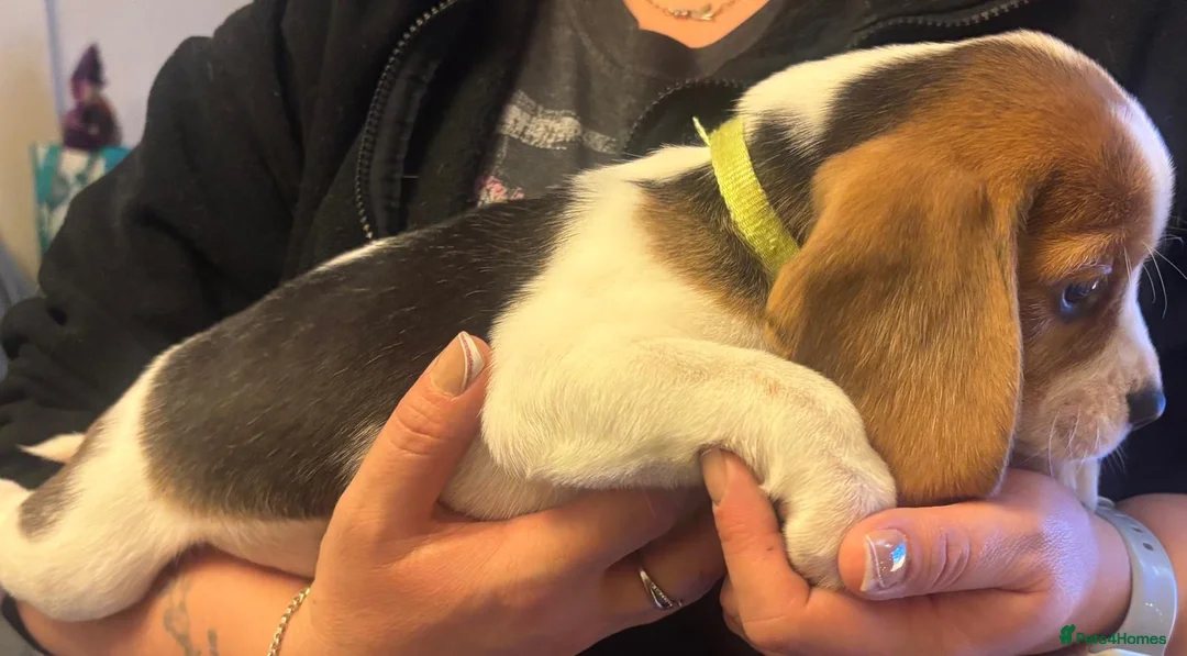 Beagle dogs for sale: Pure bred beagle girls - Advert 13