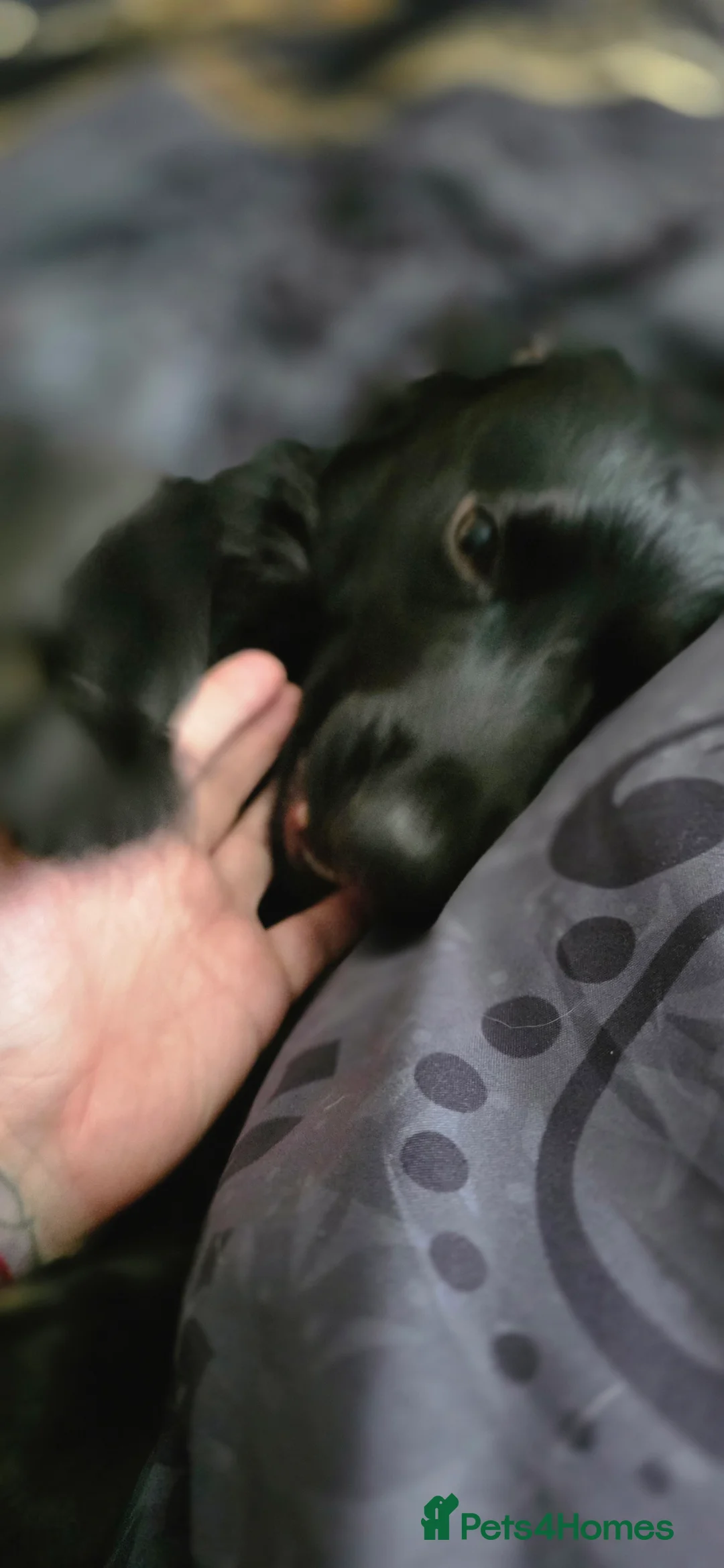 Cocker Spaniel dogs for stud: Cocker spaniel stud - Advert 3