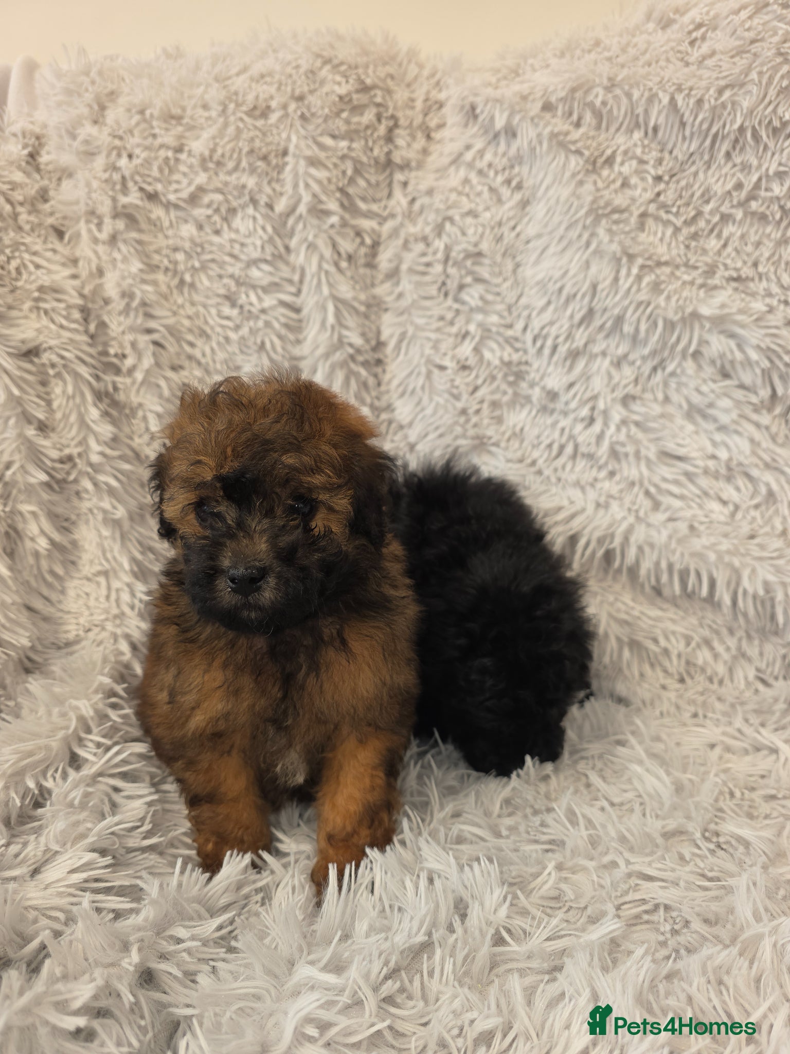 Toy Poodle dogs KC REGISTERED TOY POODLES FULLY HEALTH TESTED  - Advert 6