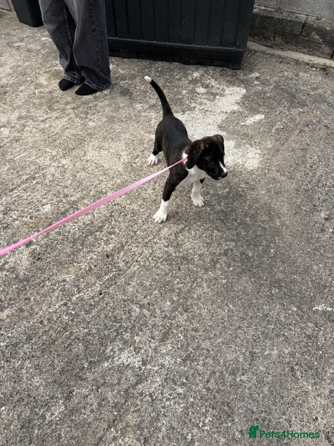 Mixed Breed dogs for sale: Last girl puppy  in Bridgend - Advert 4
