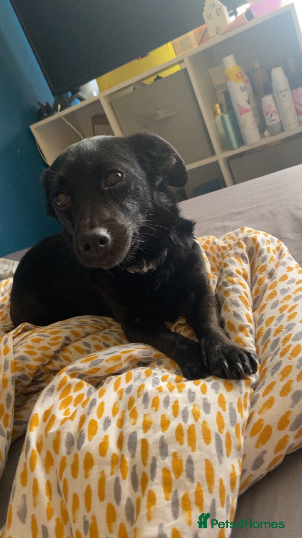 Jack Russell dogs 5 year old jack russell Skye  - Advert 1