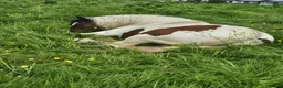 Irish Cob horses for sale: 13h Cob mare - amazing child's pony in Stockport - Advert 11