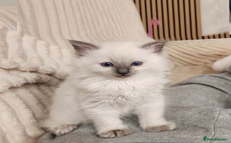 Ragdoll cats - Advert 13