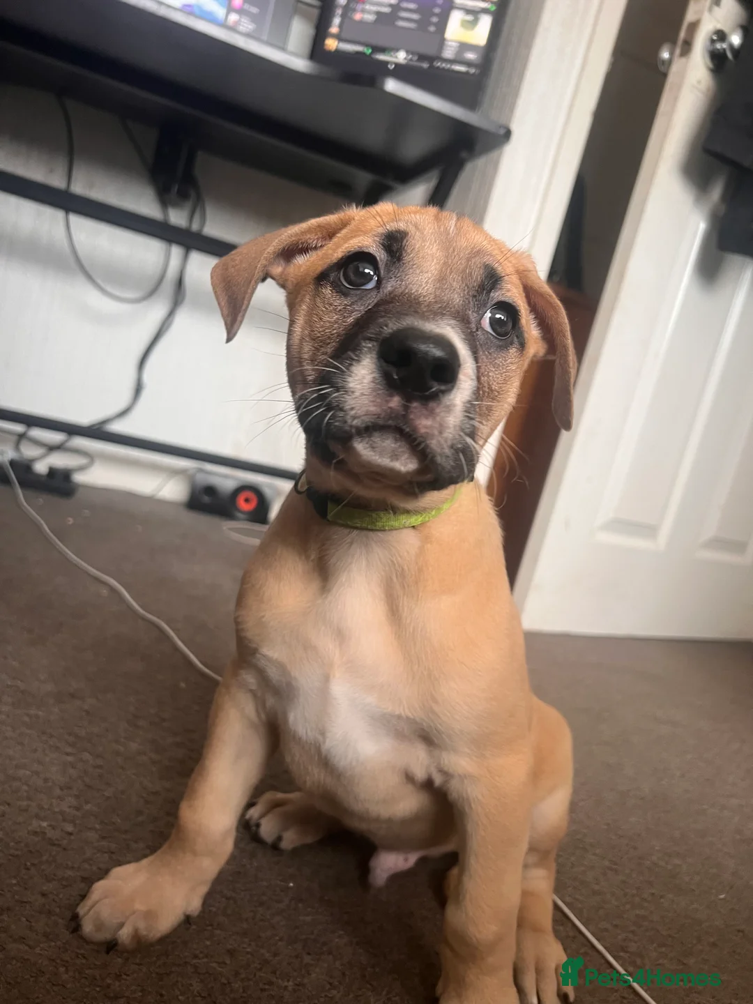 Mixed Breed dogs for sale: 8 Beautiful Mastiff x Staff x Black Mouth Cur Pups - Advert 27