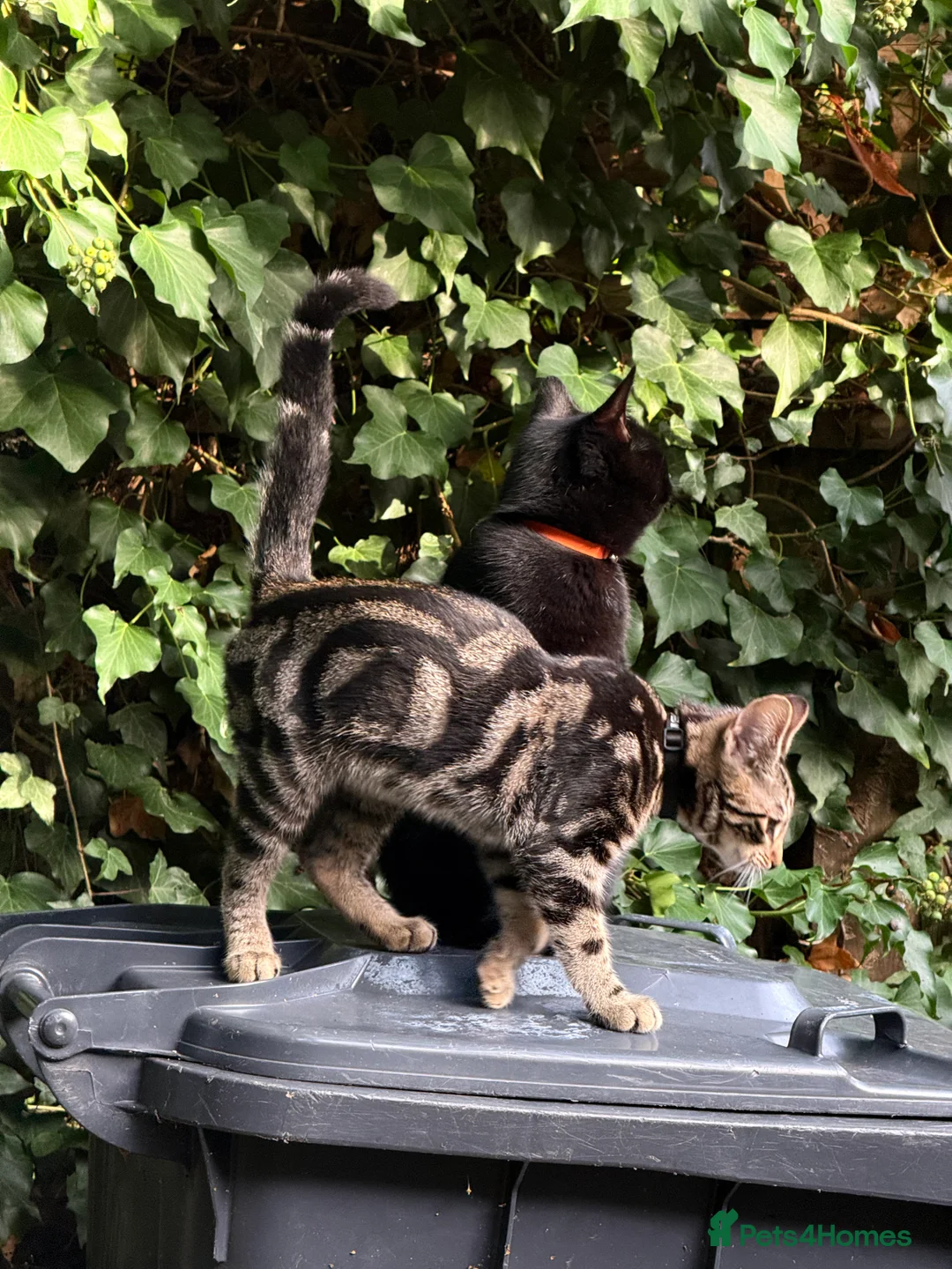 British Shorthair cats for sale: The most loving and affectionate baby  - Advert 8