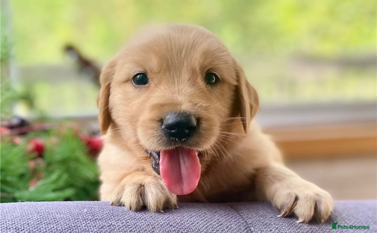Golden Retriever dogs - Advert 1