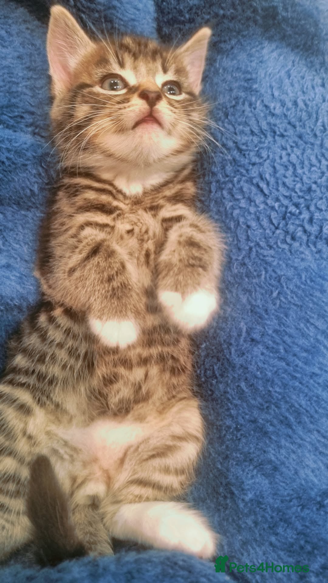 British Shorthair cats for sale:  Cat male kitten - Advert 4