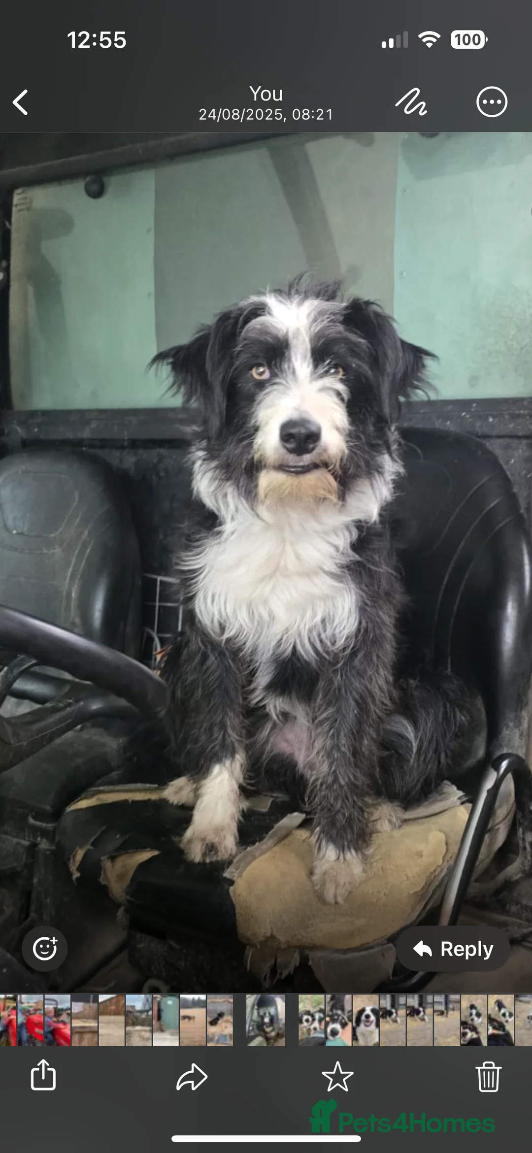 Mixed Breed dogs for sale: Beautiful, Bearded Collie x Border Collie pups.  - Advert 13