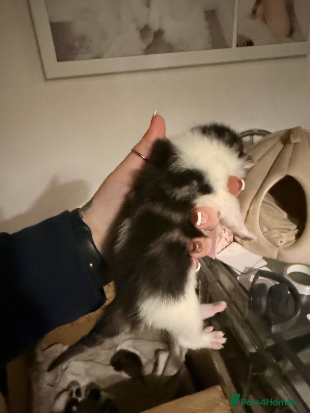 Mixed Breed cats for sale: 4 kittens available  - Advert 8