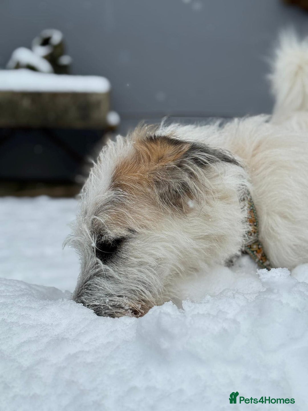 Mixed Breed dogs for adoption: KALLIE-16months, loves dogs/playful/active/rural - Advert 10