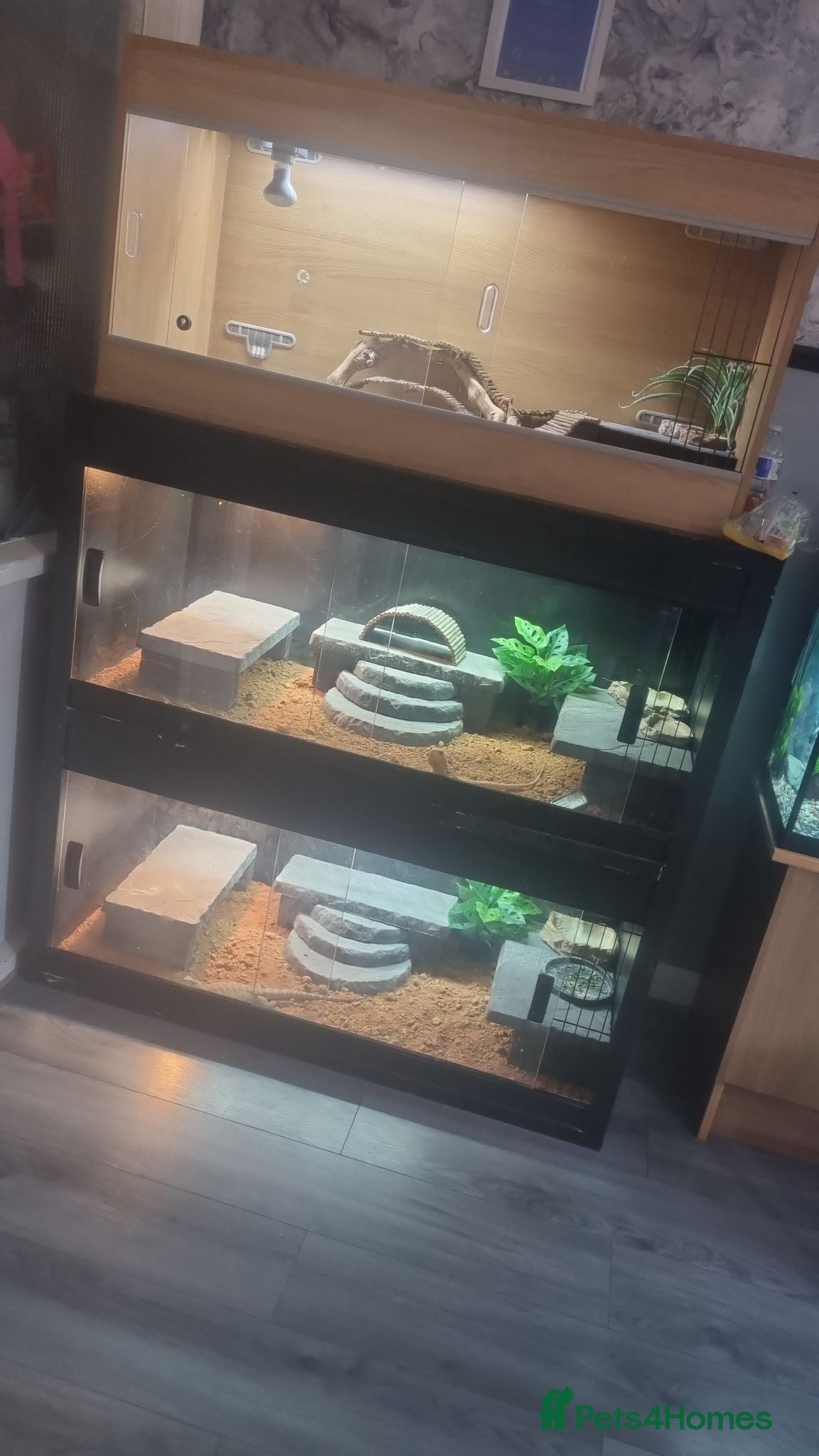 Bearded Dragon reptiles Red hypo normal wild and vivariums  - Advert 1