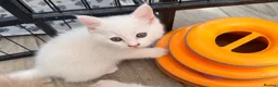 Persian cats for sale: Ready now persian x white girls - Advert 11