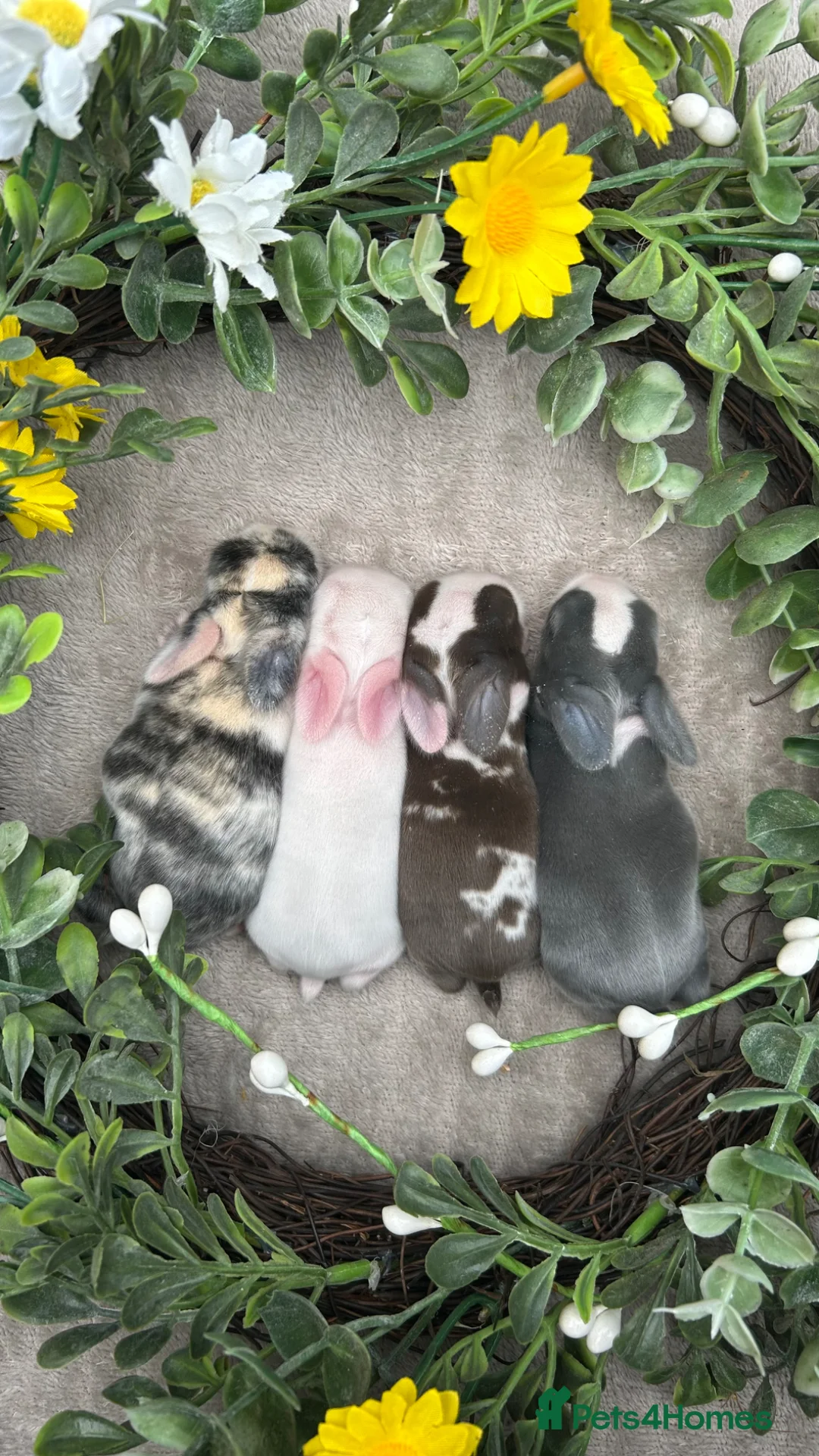 Mini Lop rabbits for sale: Minilop Babies To Reserve 🫶🏽🤍 - Advert 1