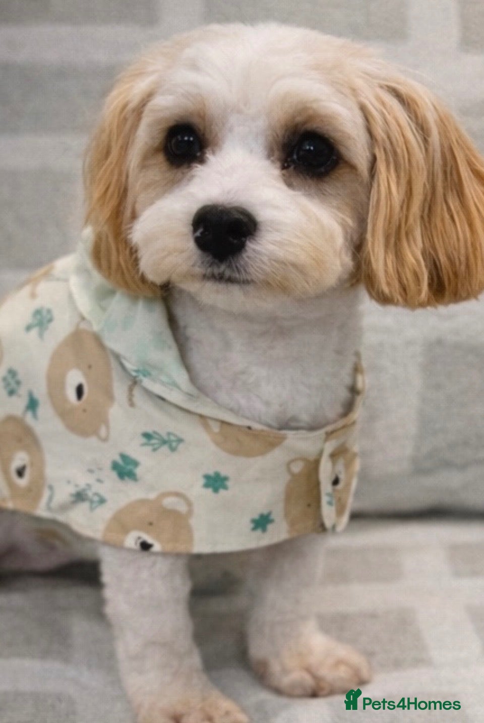 Cavachon dogs Pip our little cavachon - Advert 1