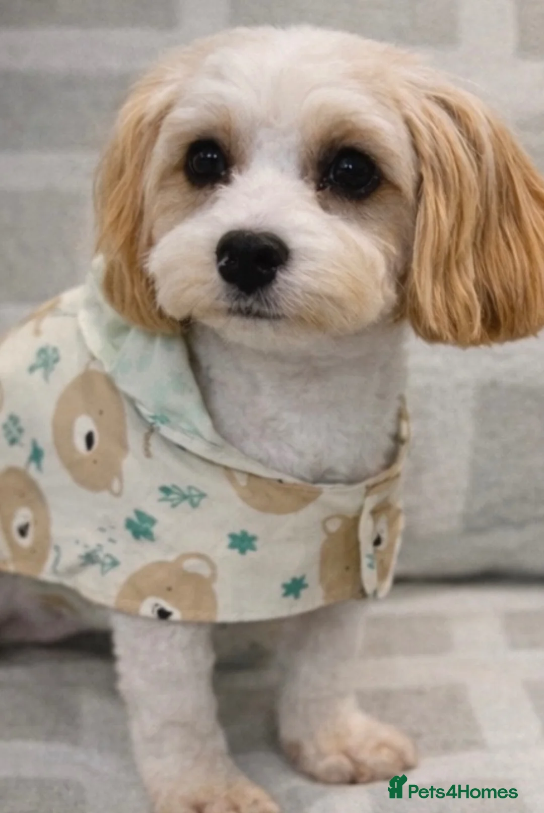 Cavachon dogs for sale: Pip our little cavachon - Advert 1