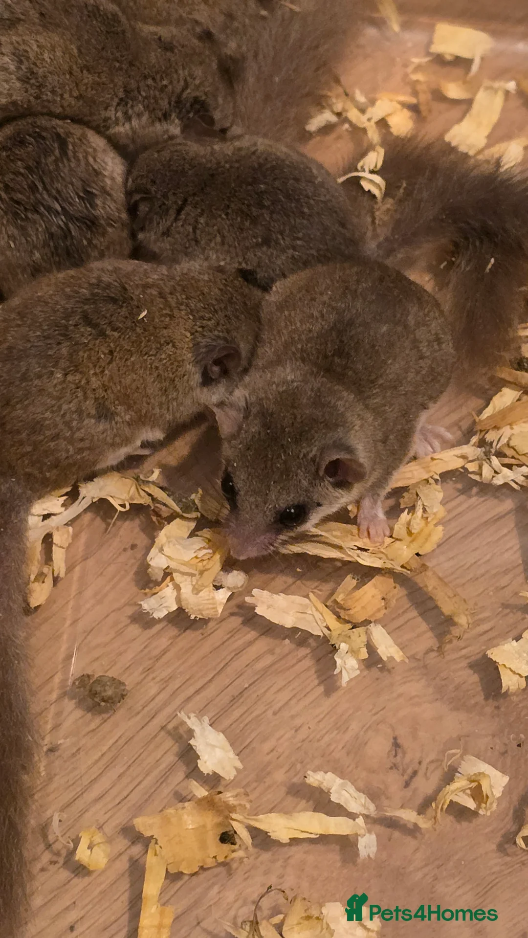Mixed Breed rodents for sale: Young Dormice for sale – £10 each(group only) in Huntingdon - Advert 4