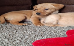 Labrador Retriever dogs for sale: Red 5th generation pedigree labrador  - Image 4