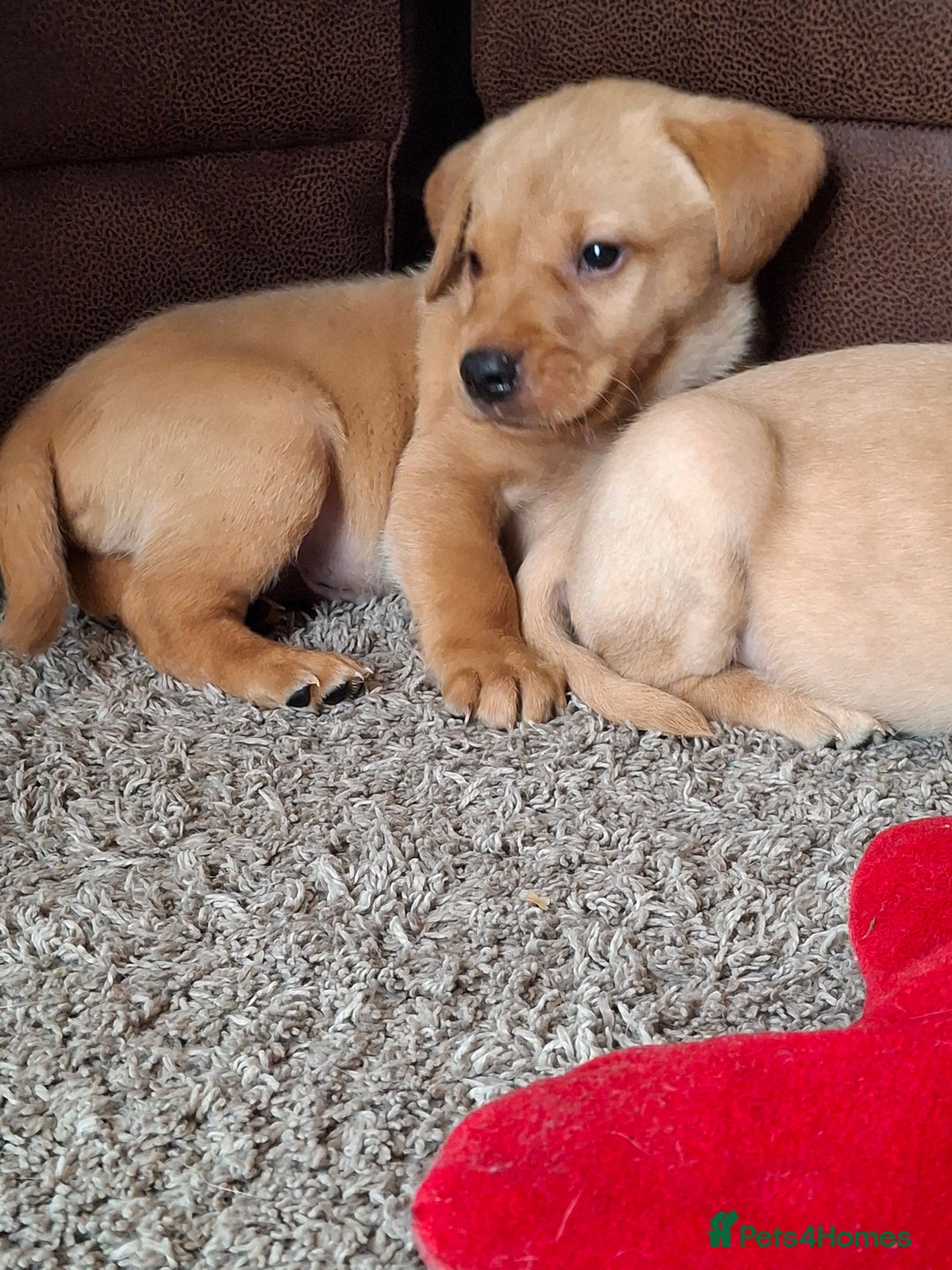 Labrador Retriever dogs for sale: Red 5th generation pedigree labrador  - Image 4