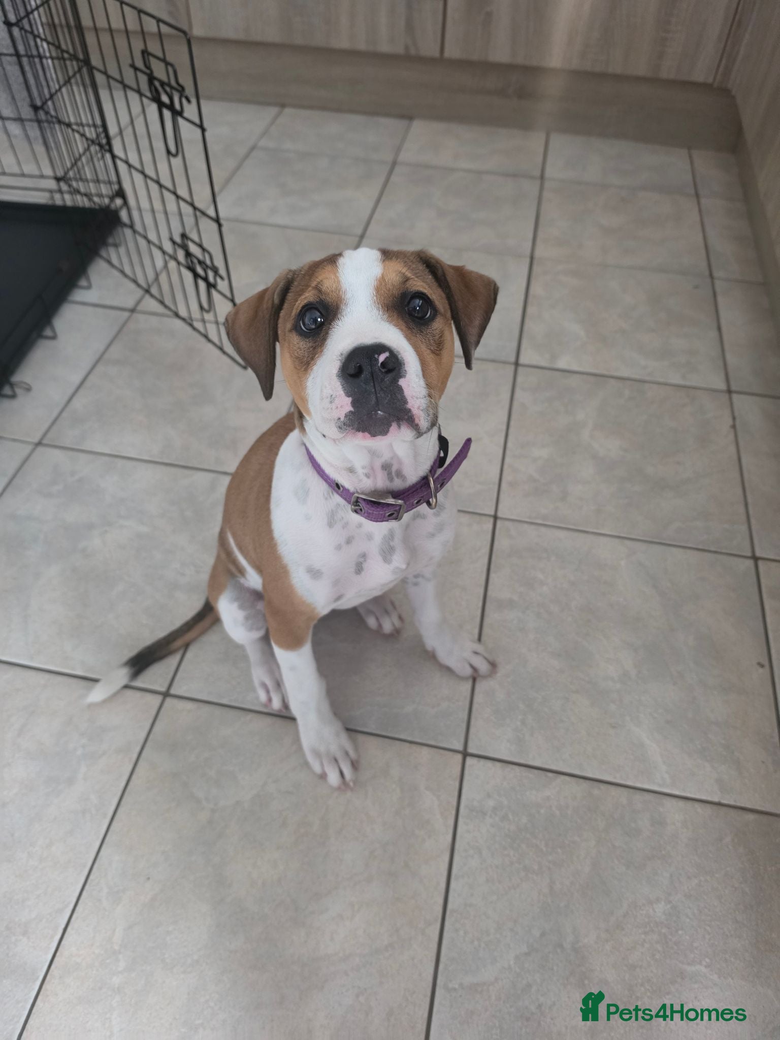 Mixed Breed dogs Female American bulldog/ staff - Advert 17