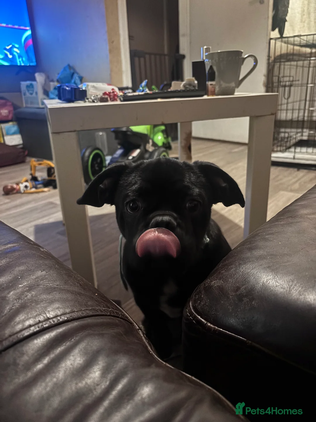 Frug dogs for sale: Male and female frug puppies  - Advert 3