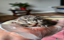 Persian cats for sale: 2 little ones looking for loving homes - Image 2